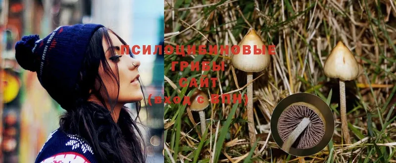 Псилоцибиновые грибы Psilocybe  OMG рабочий сайт  Кулебаки 